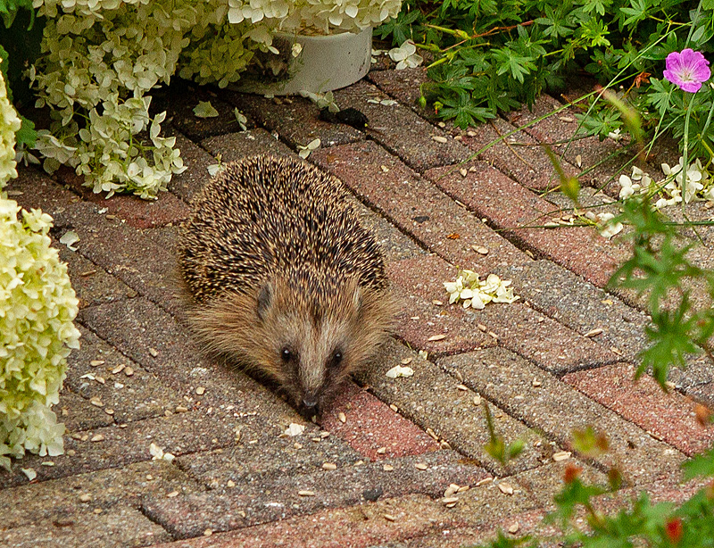 Erinaceus europaeus European Hedgehog Egel